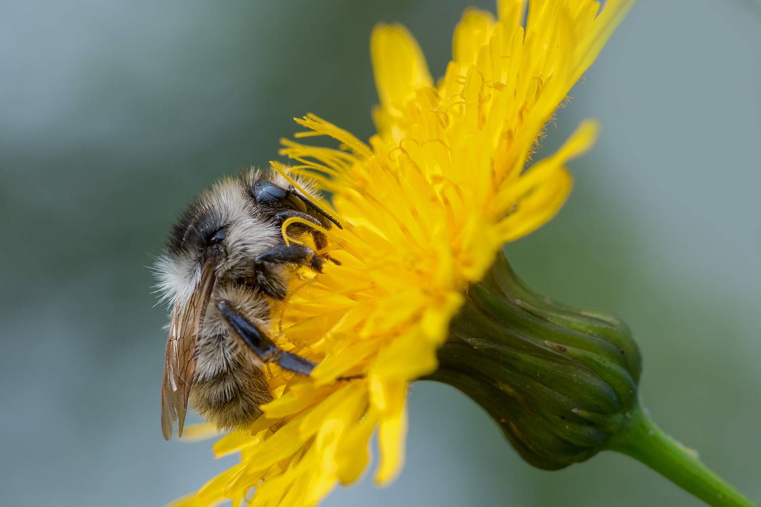 , Сергей Молоков