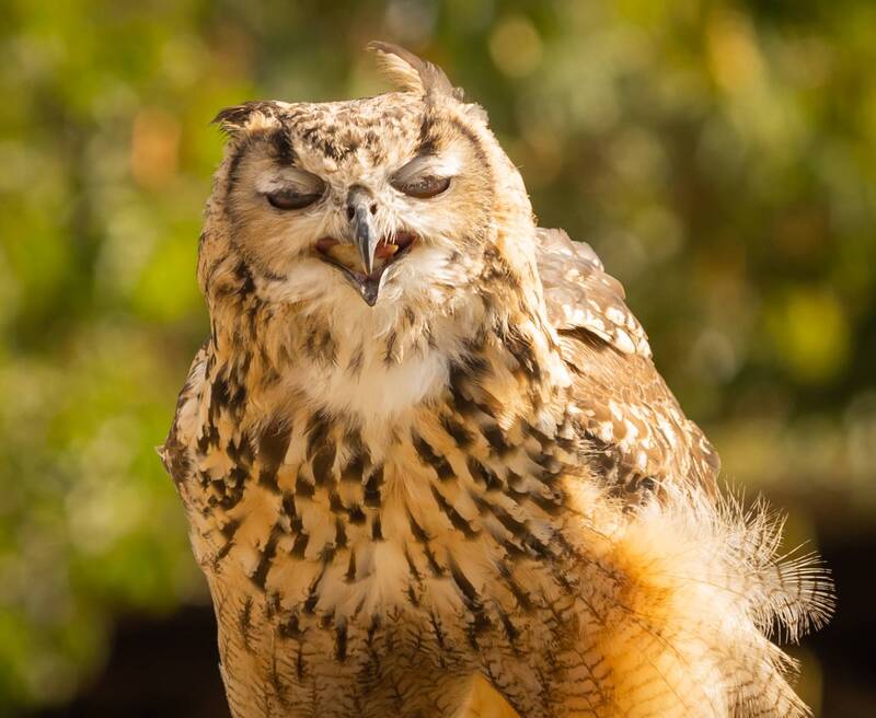 Два клюва фото превью