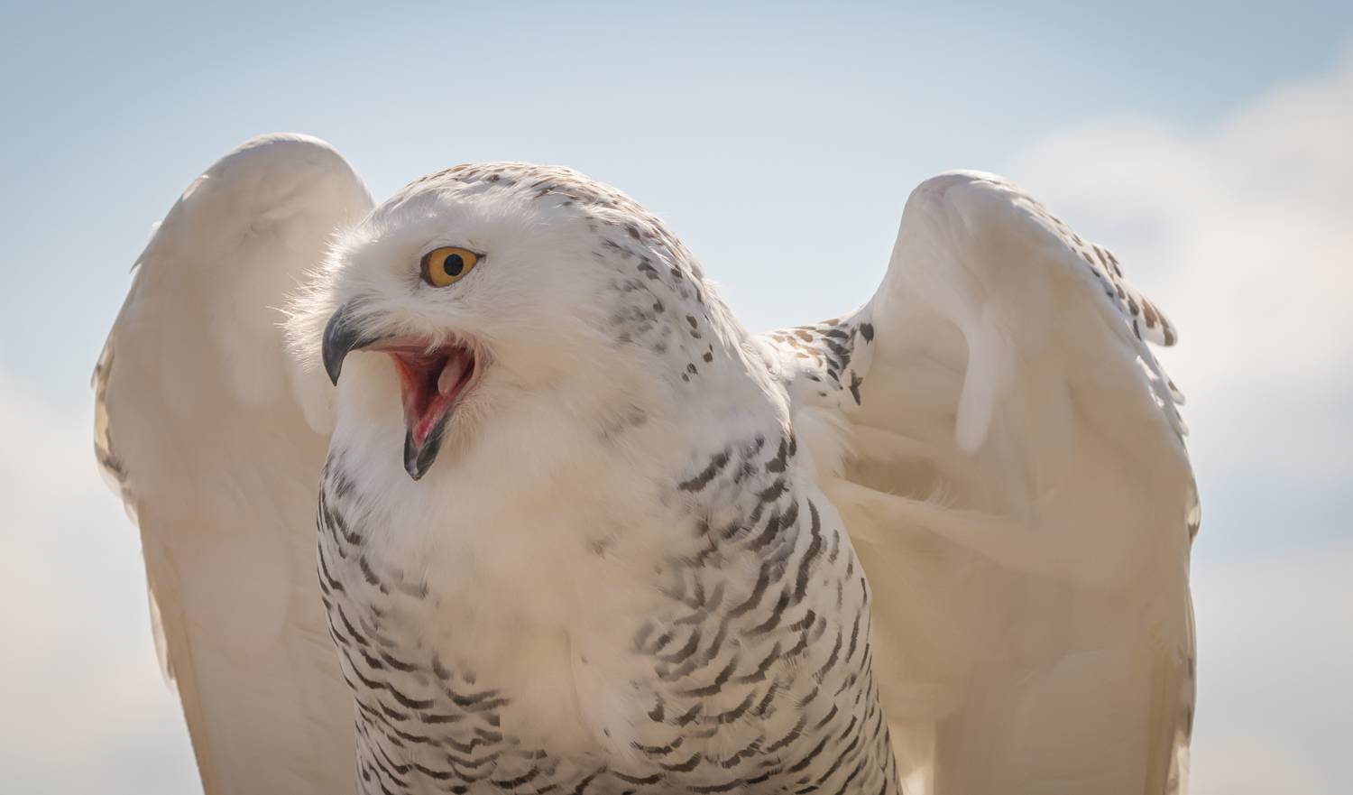 , Дария Максимова