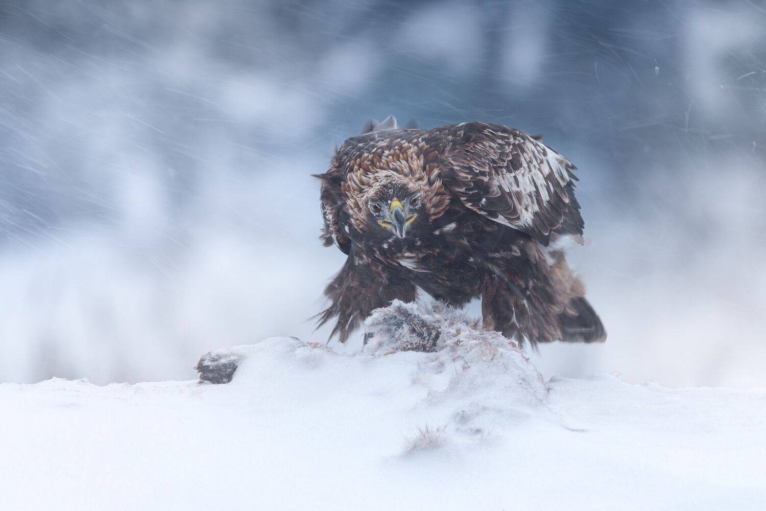 беркут, golden eagle, птицы, хищник, птица, birwatching, фотоохота, природа, лес, зима, снегопад, снег, Беларусь, Михаил Ездаков