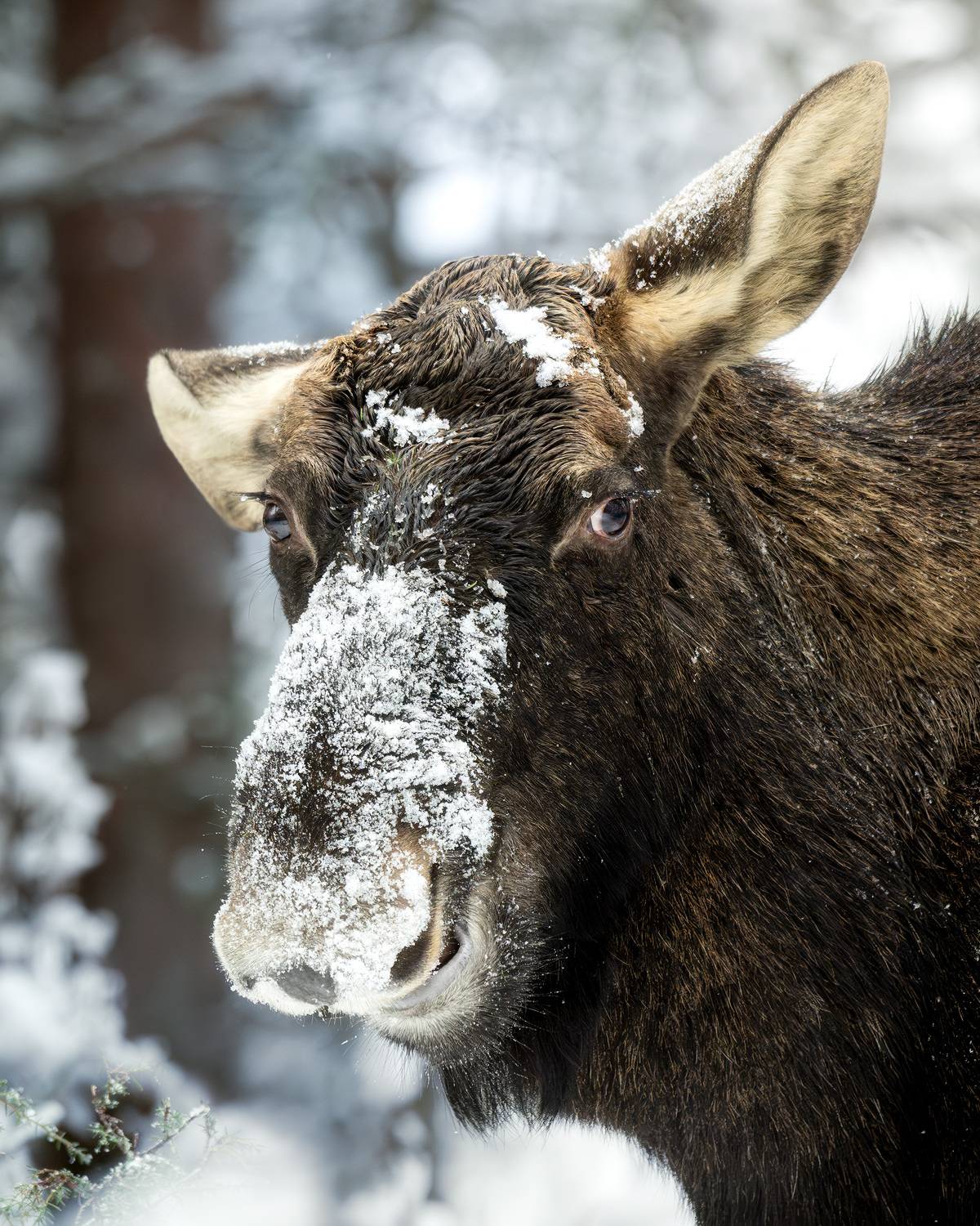 лось, moose, animals, животные, фотоохота, природа, лес, зима, снегопад, снег, Беларусь, Михаил Ездаков