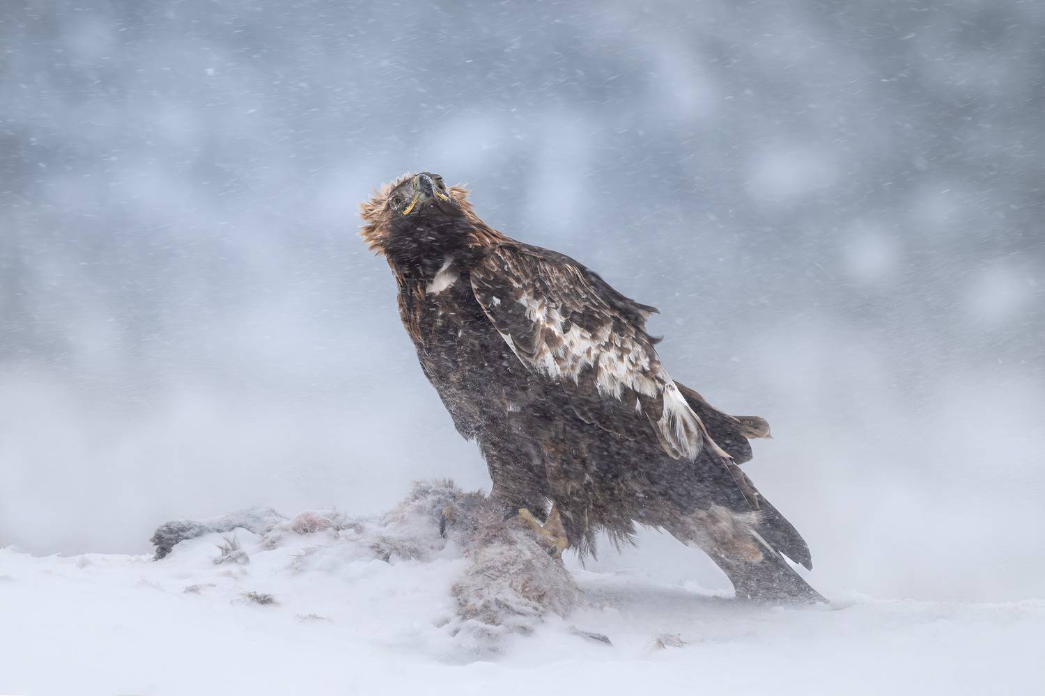 беркут, golden eagle, птицы, хищник, птица, birwatching, фотоохота, природа, лес, зима, снегопад, снег, Беларусь, Михаил Ездаков