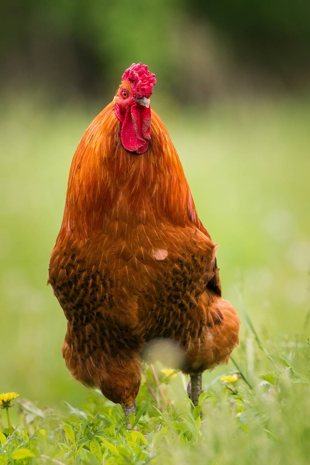 , Корнеев Алексей