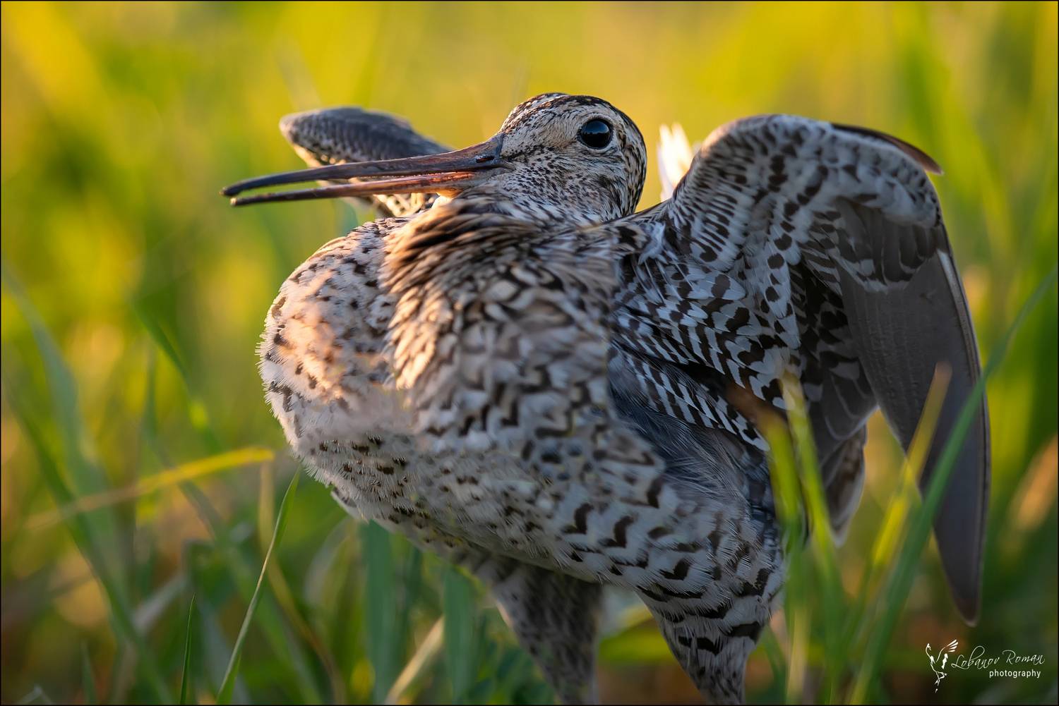 , Лобанов Роман