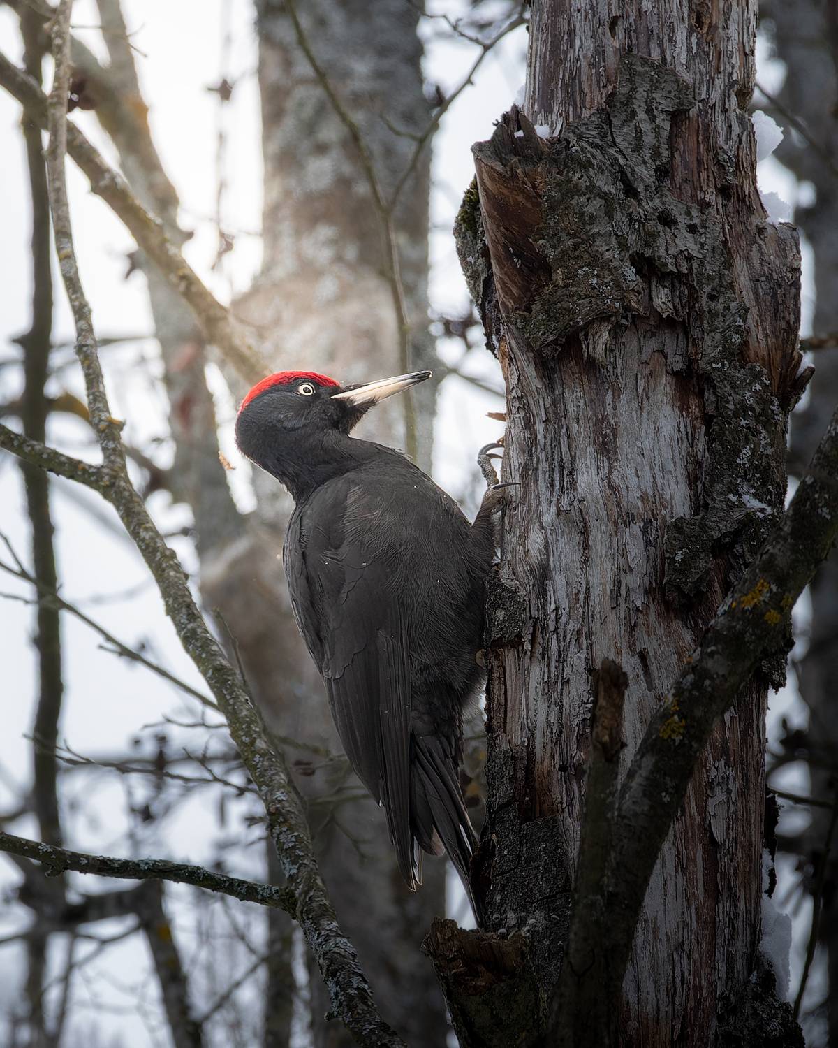 , Загруев Михаил