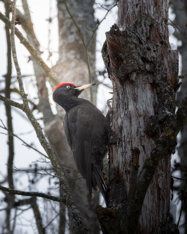 Желна фото превью