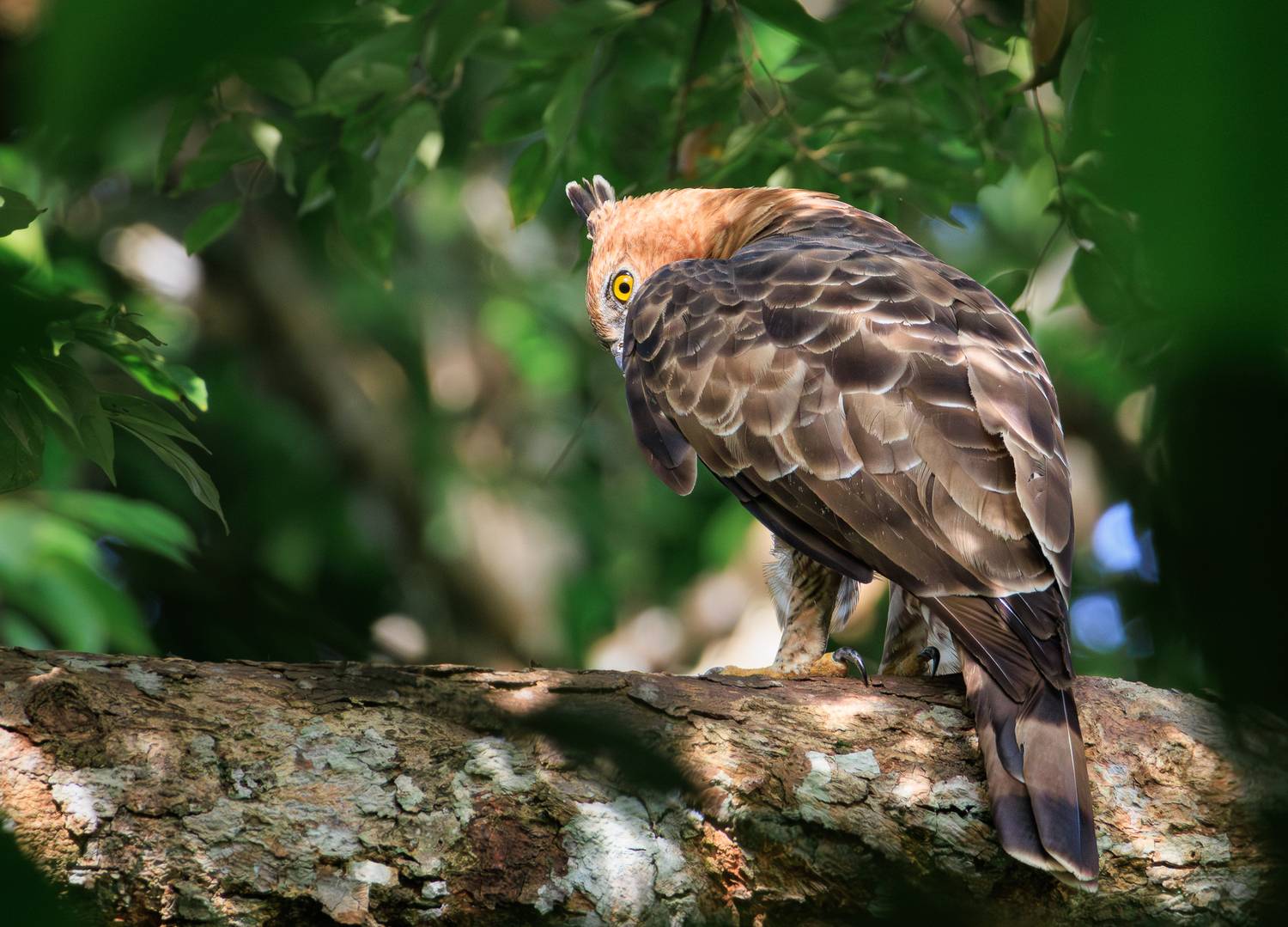 джунглевый хохлатый орел, орел, птицы, фотоохота, борнео, Николай Попов