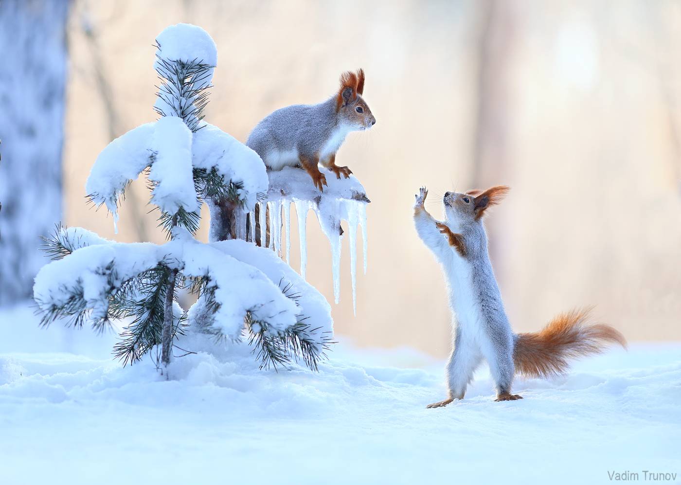 белка, зима, Вадим Трунов