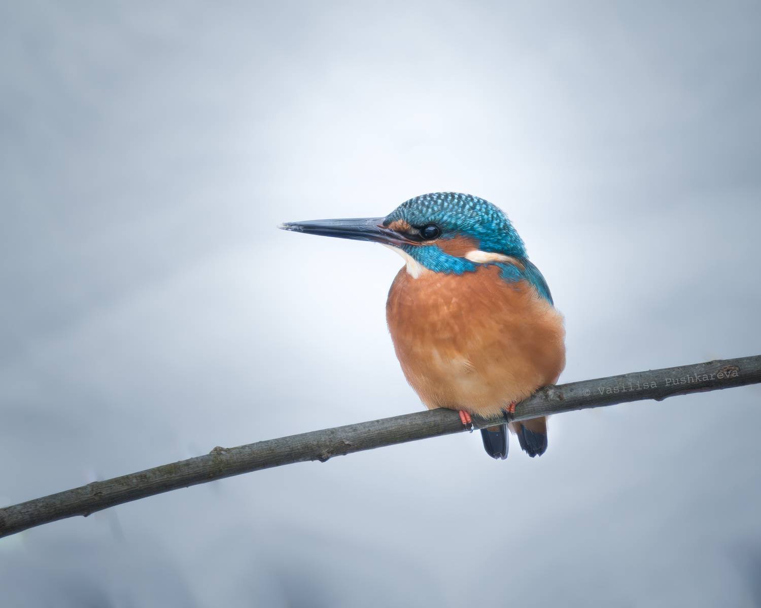 Обыкновенный зимородок, птица, Пушкарева Василиса