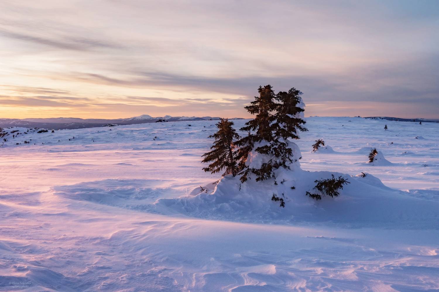 , Елена Соколова