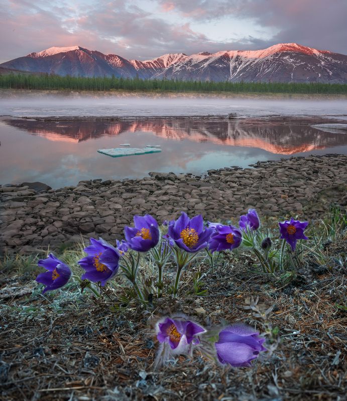 Фототуры с Владимиром Рябковым Индигитрка перед Ледоходом.  фото превью