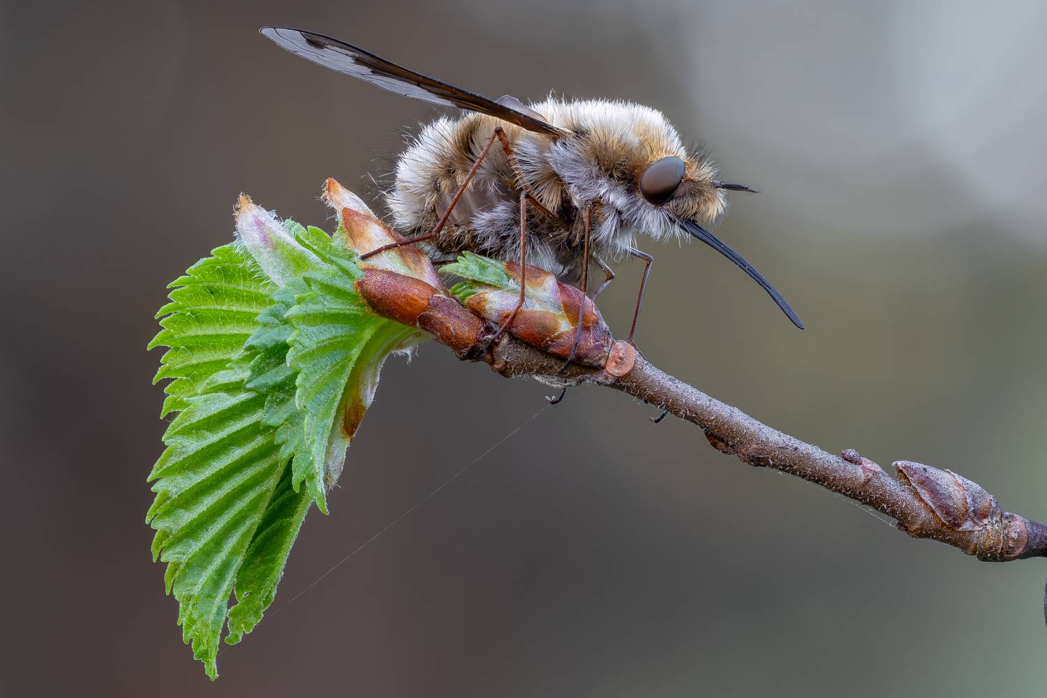 , Кузнецов Дмитрий