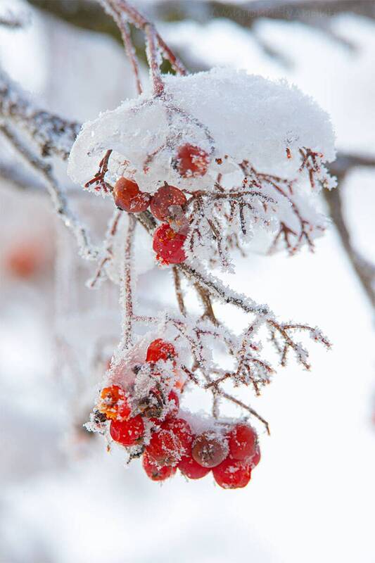 Рябина фото превью