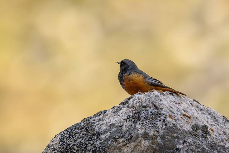 птицы, горные птицы, птицы гор Маленькая птичка фото превью