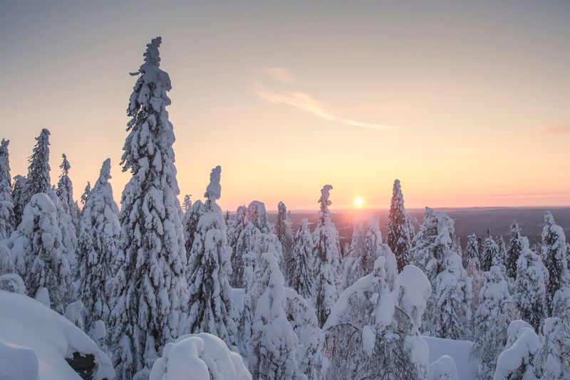 Зимний лес на закате фото превью