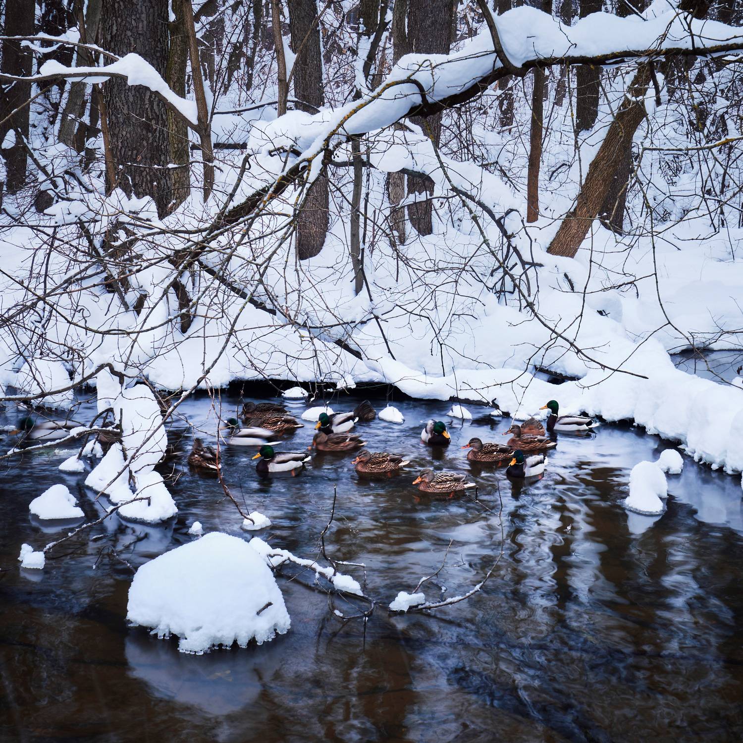 утки, ручей, лес, зима, Валерий Вождаев