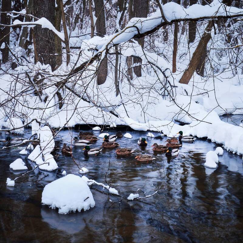 Пейзаж с утками фото превью