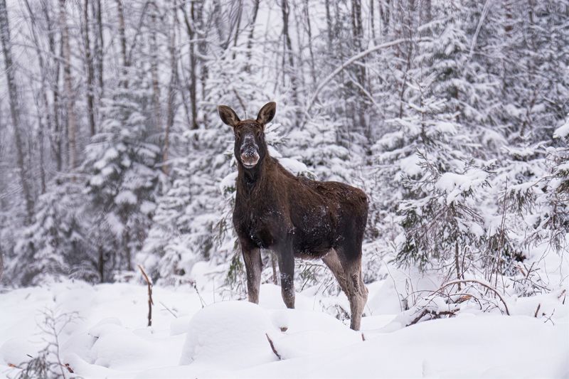 Лесной великан :) фото превью