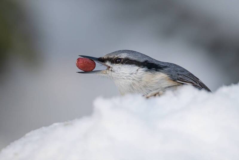 Поползень фото превью