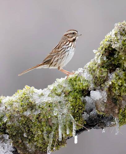 White-Crowned Sparrow - Белоголовая зонотрихия