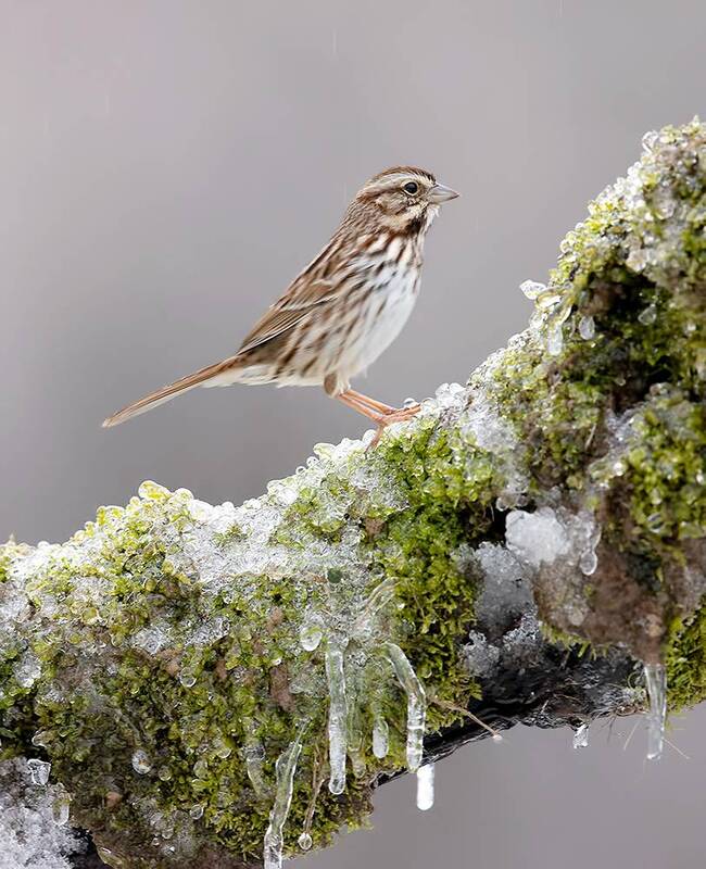 белоголовая зонотрихия, white-crowned sparrow, sparrow, cнег, зима, winter bird, птицы, snow, winter, cold White-Crowned Sparrow - Белоголовая зонотрихия фото превью