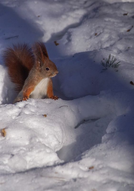Партизан фото превью