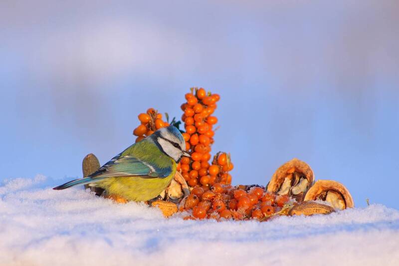 лазоревка, parus caeruleus, большая синица, parus major Оазис фото превью