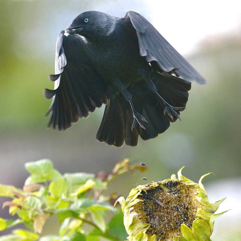 Уборка урожая. фото превью