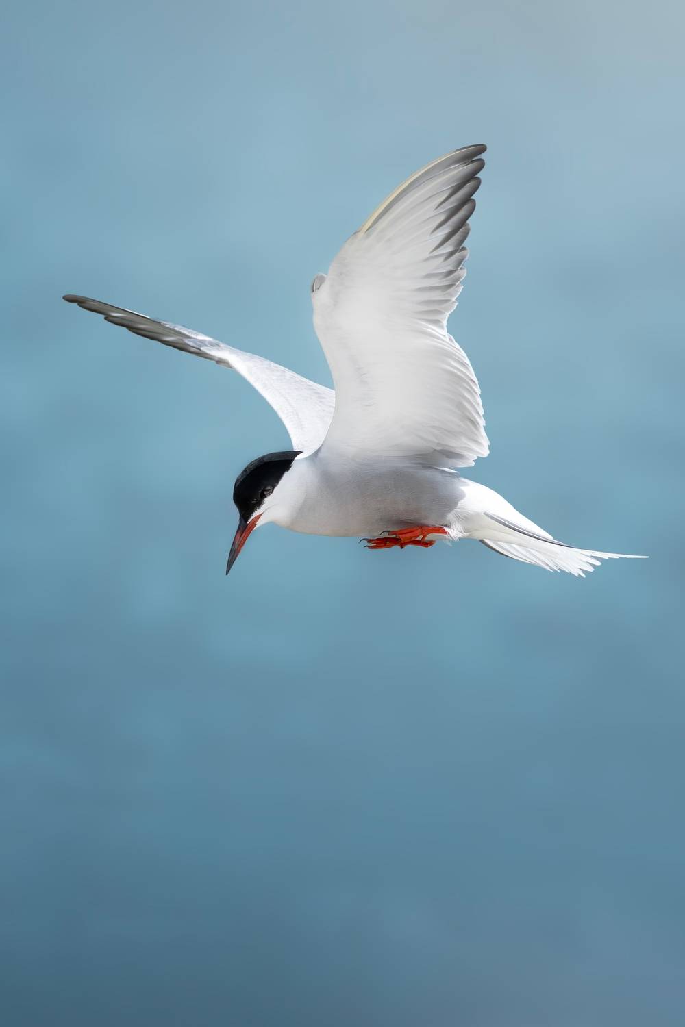 wildlife, birdwatching, nature, bird photography, птица, фотоохота, природа, крачка, Полина Шальнева