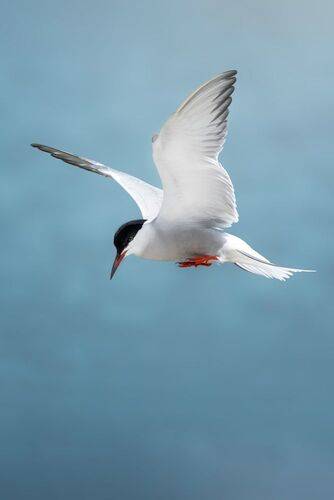 Речная крачка