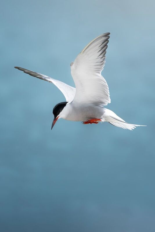 wildlife, birdwatching, nature, bird photography, птица, фотоохота, природа, крачка Речная крачка фото превью