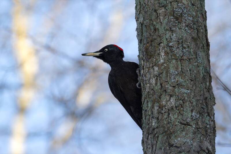 желна, черный дятел, дятел, птицы Раз, два, три, четыре, пять... Я иду искать! фото превью