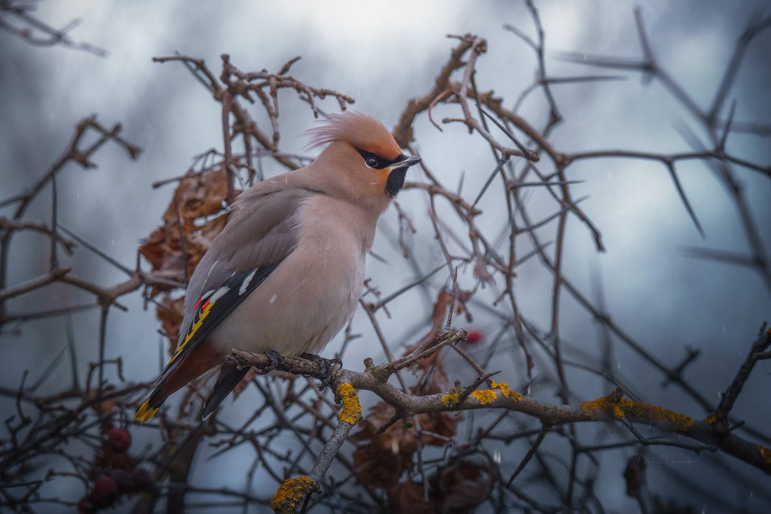 природа, лес, поля, огороды, животные, птицы, макро, Дмитрий Посевич