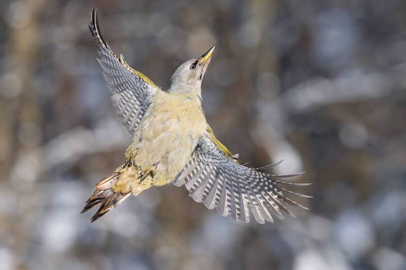 ***** фото превью