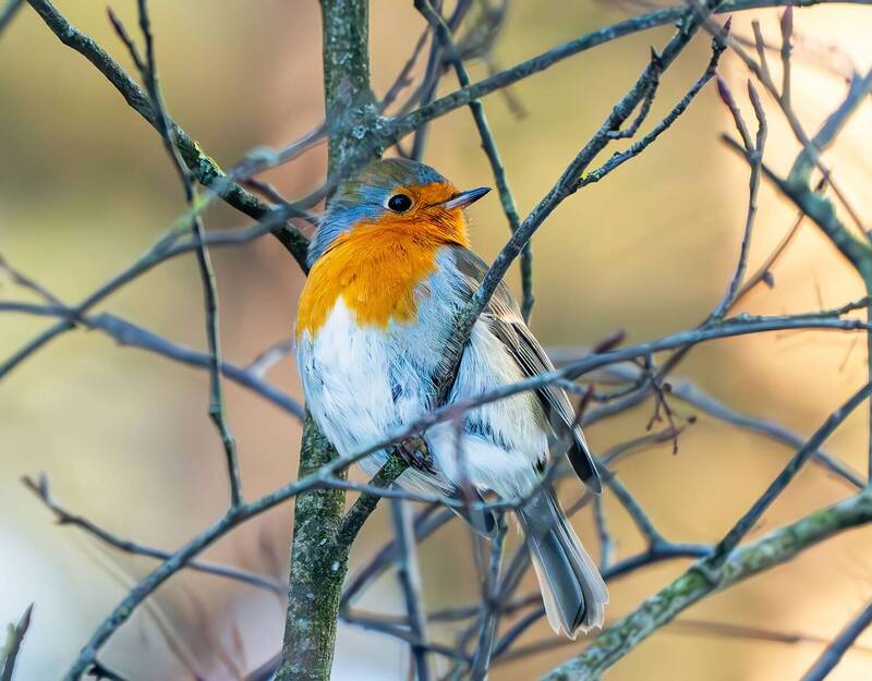 Зарянка фото превью