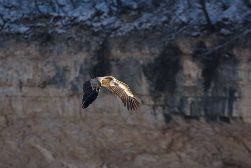 кавказ, кбр, тызыл, тызыльское ущелье, птицы, сип, белоголовый сип Крылья и хвост фото превью