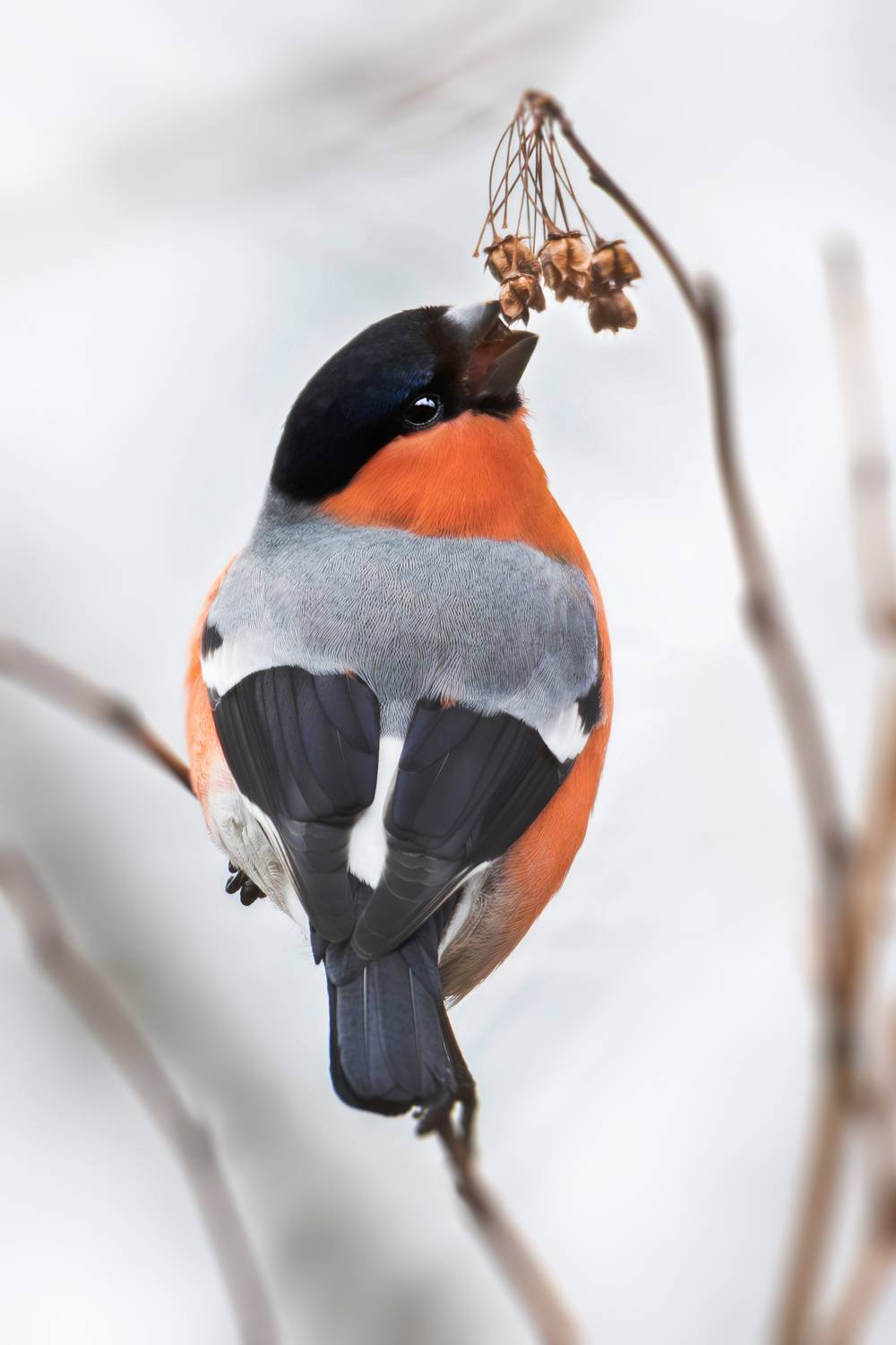 птица, птицы, снегирь, зима, природа, природа россии, фотоохота, birds, nature, bird, birdwatching, birdphotography, animals, bullfinch, Жгилёв Сергей
