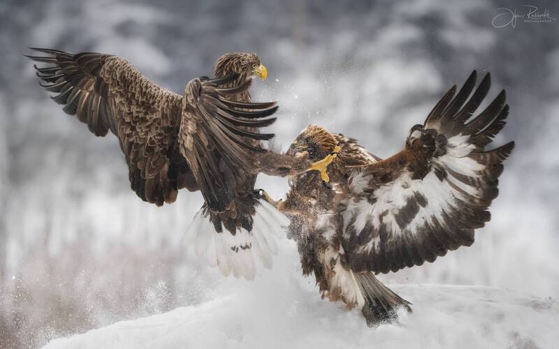 орлан, орлан-белохвост, птица, хищник, беларусь, красный бор, eagle, white-tailed eagle, синица, birds, bird, зима, беркут, золотой орел. ДУЭЛЬ фото превью