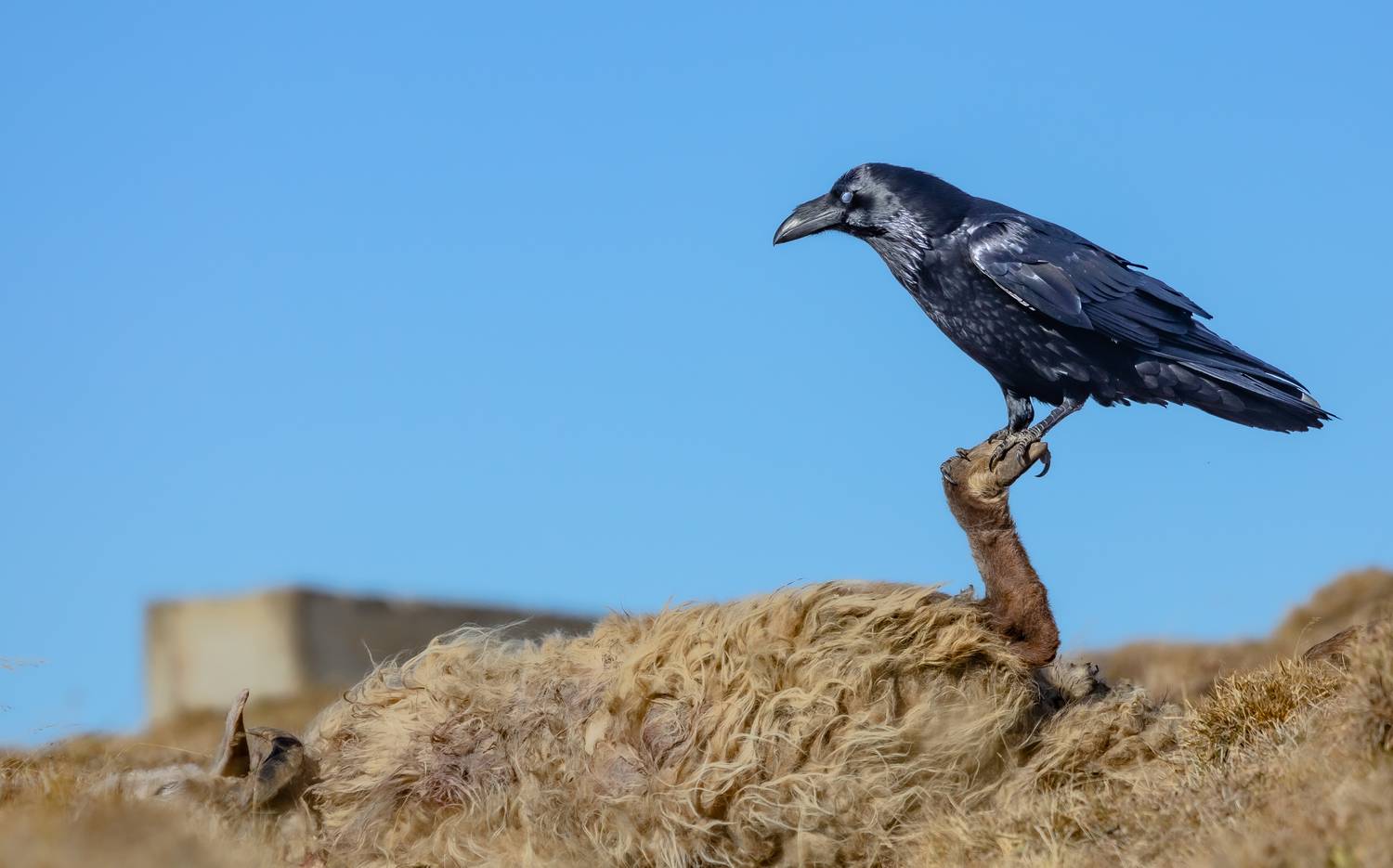 , Веревченко Михаил