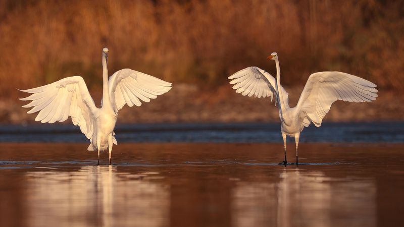 Herons фото превью