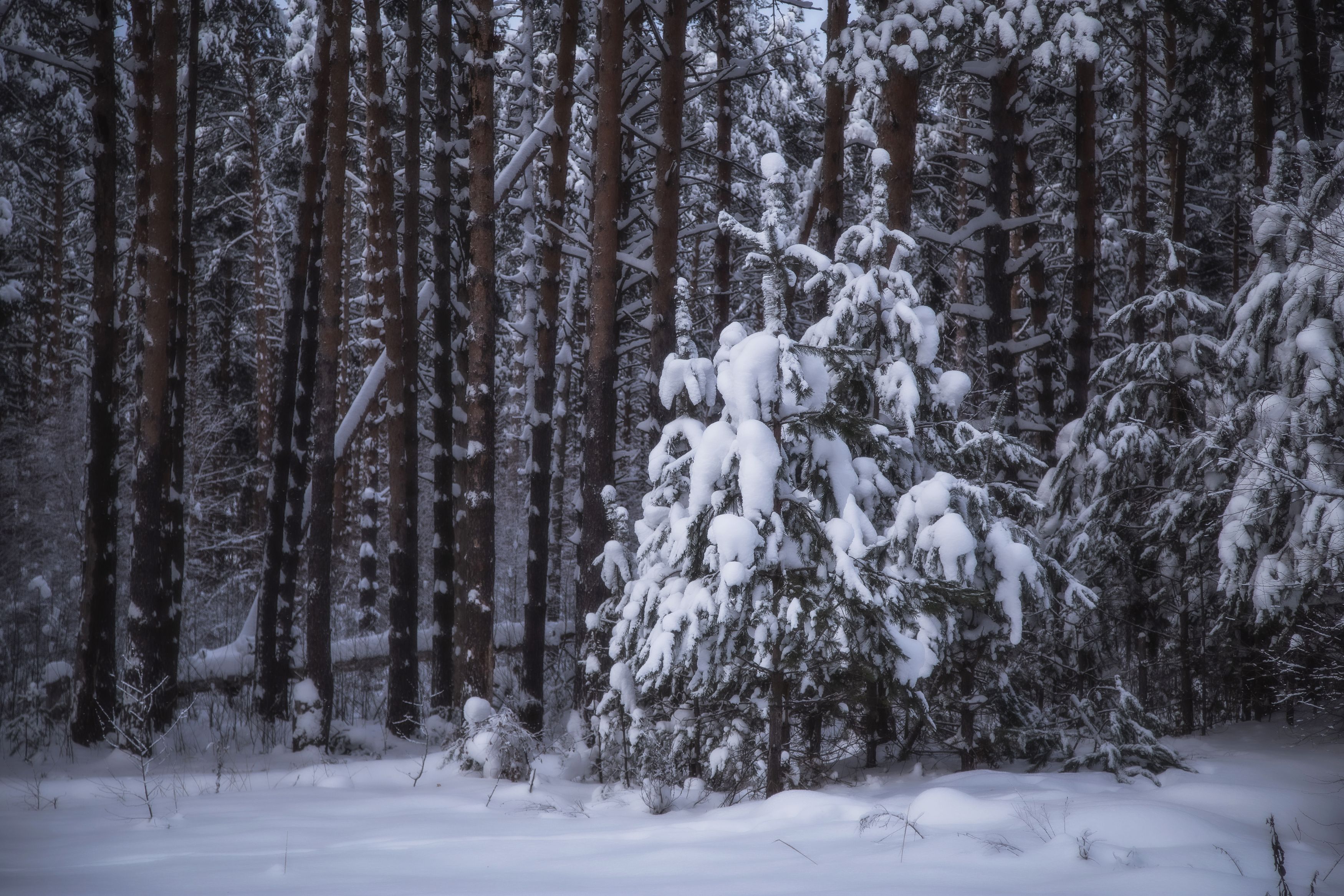 Владимир, Владимирская область, природа России Зима в сосновом бору фото превью