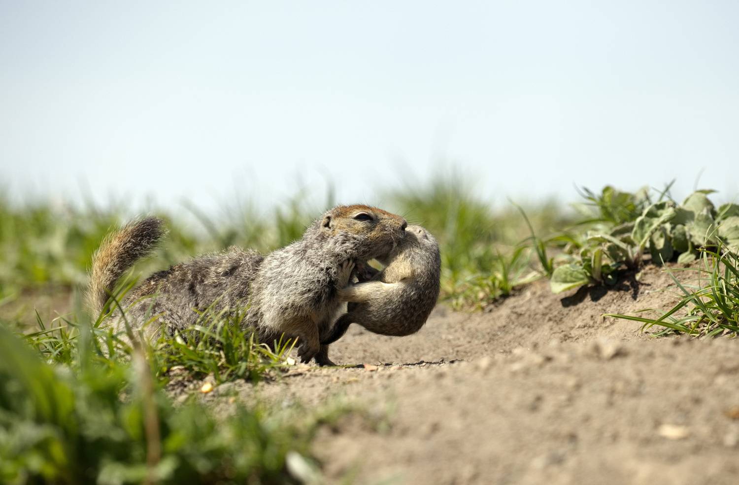 камчатка, Aricha
