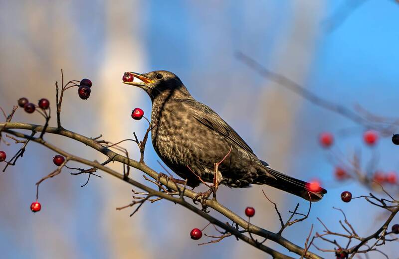 Дрозд фото превью