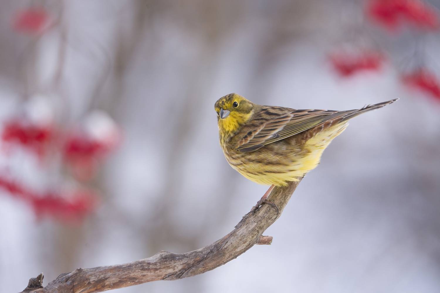 птицы, природа, зима, Андрей Киселёв