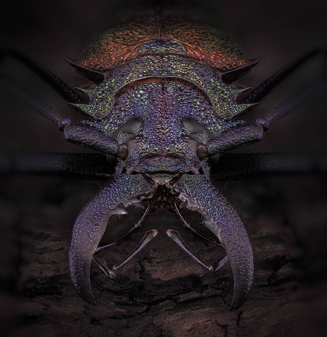 coleoptera, cerambycidae, psalidognathus superbus, Kavaliauskas Eugenijus