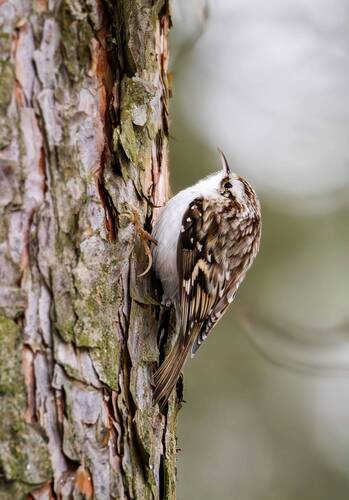 Обыкновенная пищуха(Certhia familiaris).