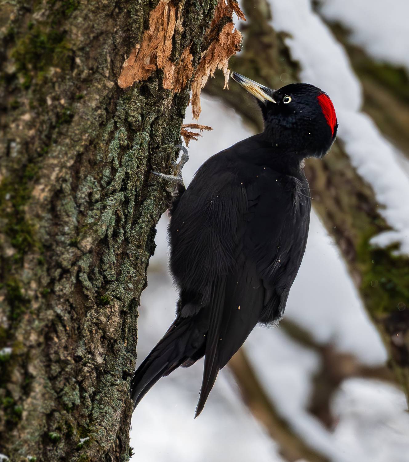 желна, черный дятел, птицы россии, птицы, природа, лес, зима, Жгилёв Сергей