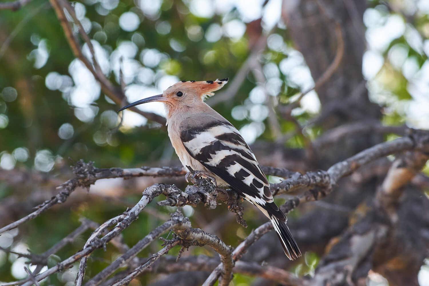 удод, волгоград, волгоградская область, Павел Сторчилов