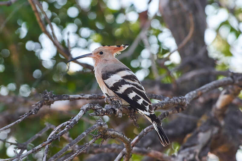 удод, волгоград, волгоградская область Удод фото превью