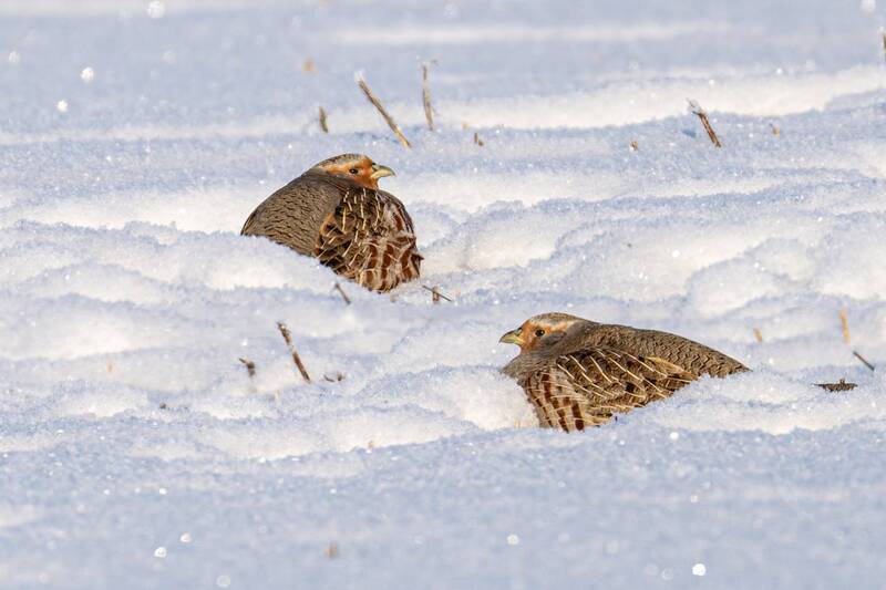 куропатки, куропатка, серая куропатка, птицы, зима Куропатки играют в прятки фото превью